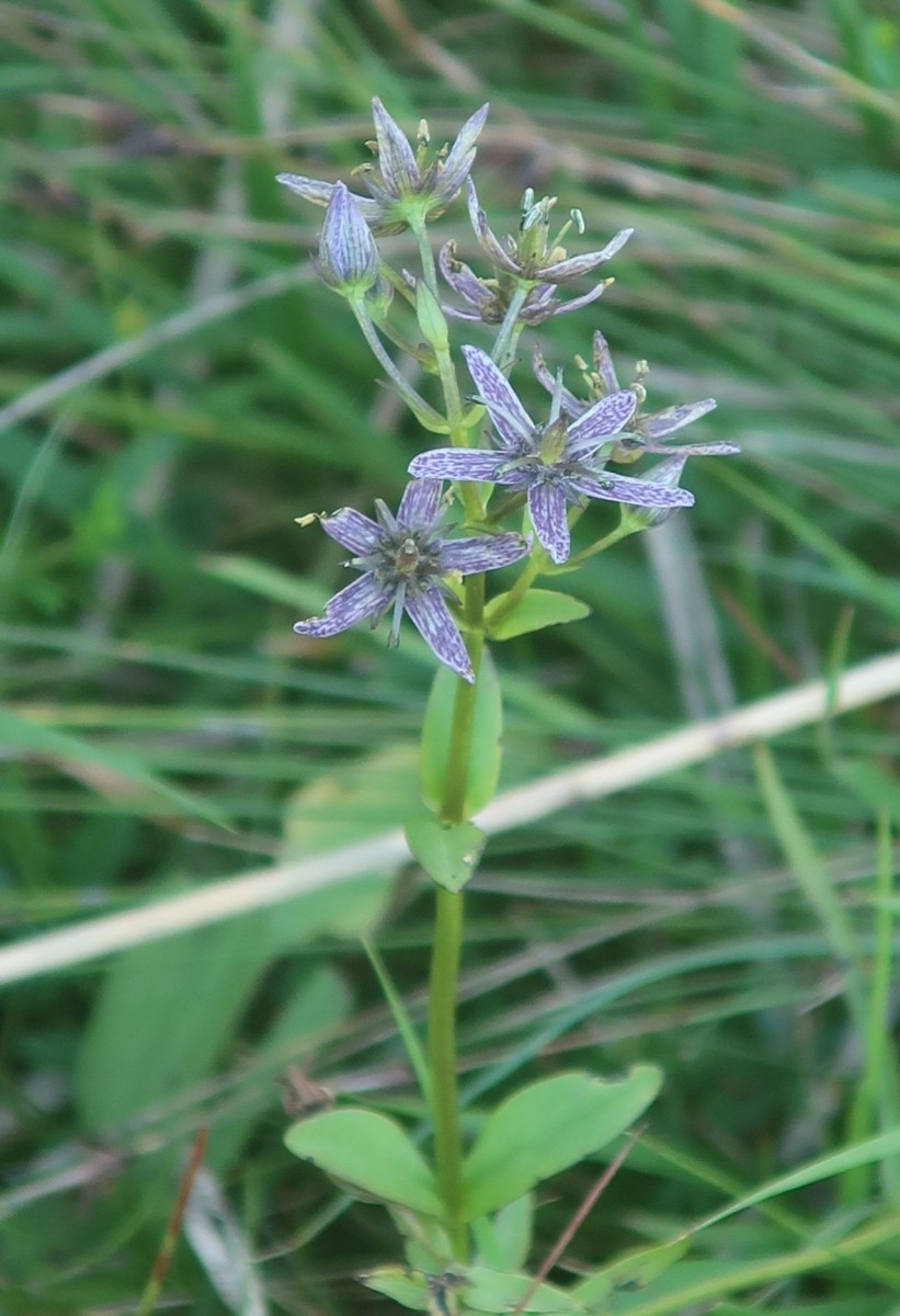 2026-08-15_Swertia perennis_Bad Faulenbach.jpg