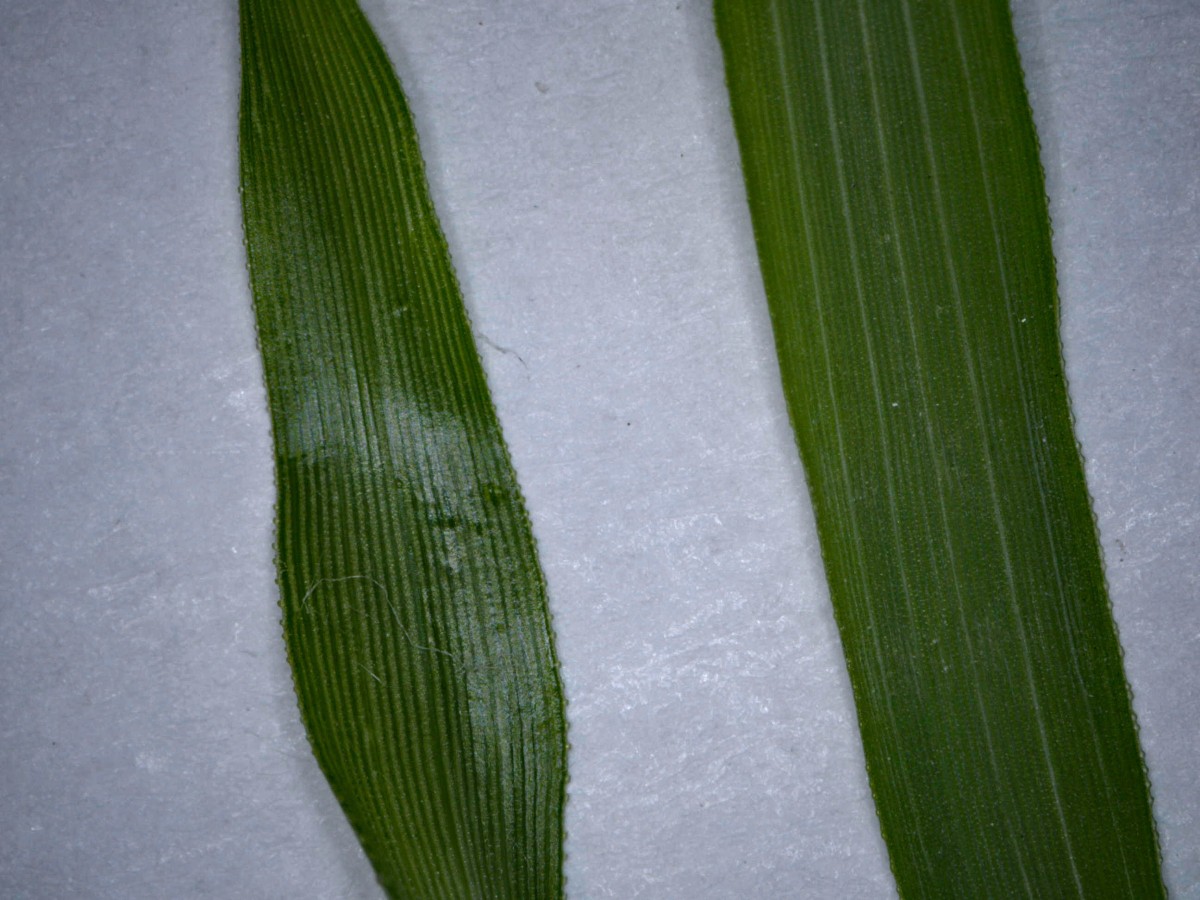 eragrostis_minor_links_nichtminor_rechts.jpg