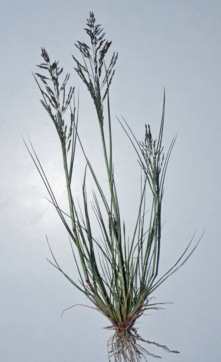 eragrostis_pilosa03.jpg
