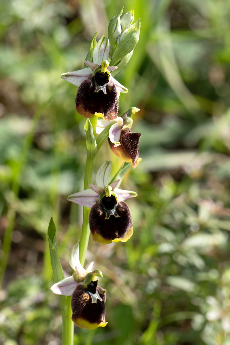 Ophrys chestermanii_0913.jpg