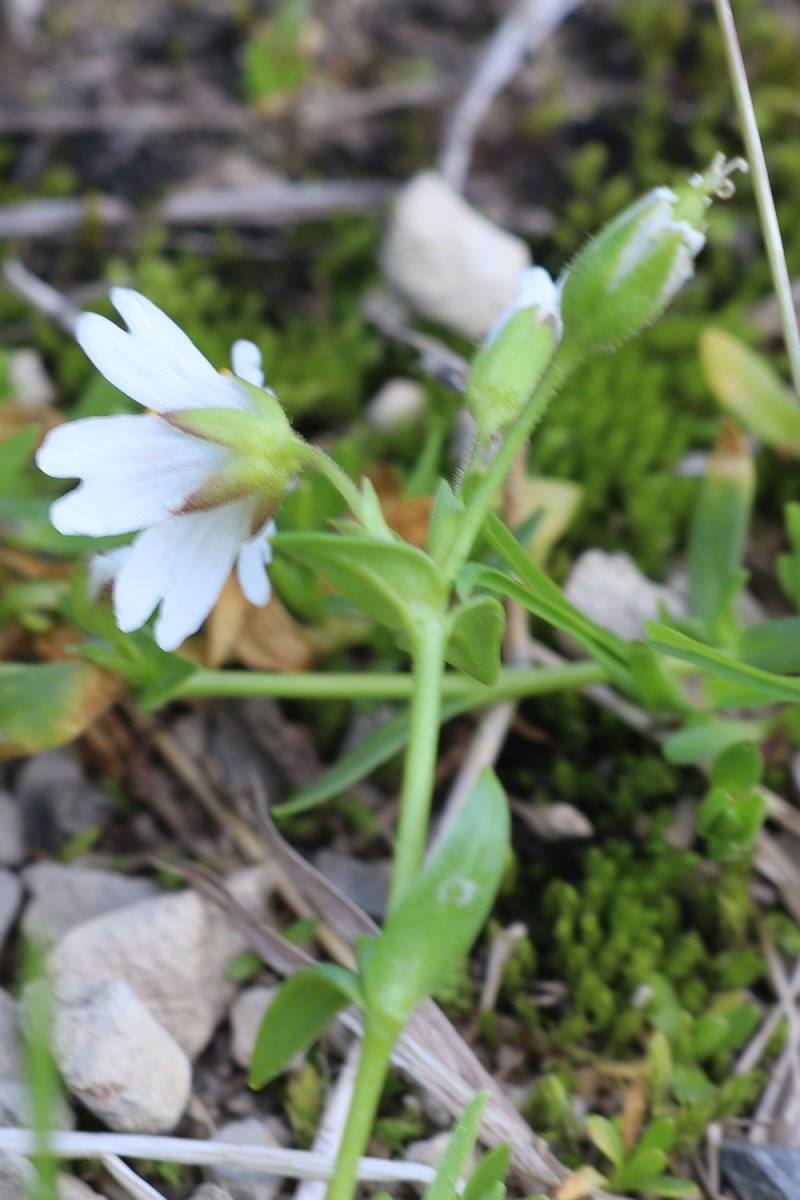 Dichodon_cerastoides_04.jpg