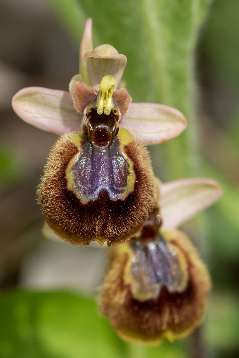 Hybride_Ophrys neglecta_x_speculum_1092.jpg
