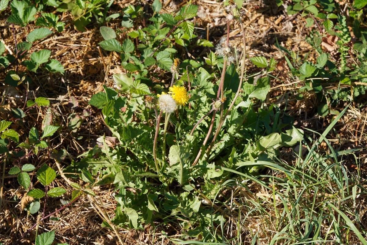 DSC04480.JPG