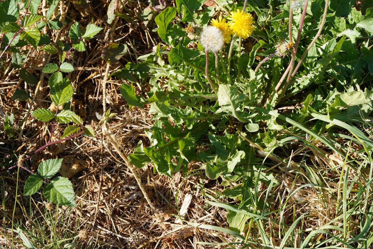 DSC04481.JPG