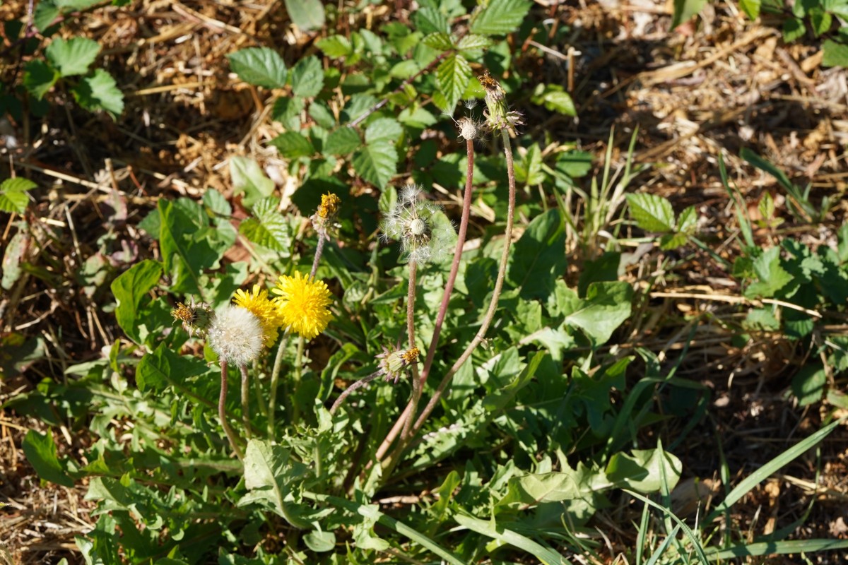 DSC04482.JPG