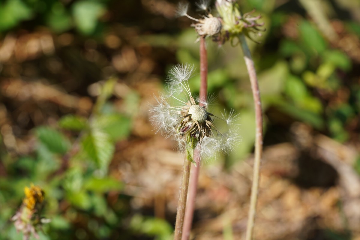 DSC04486.JPG