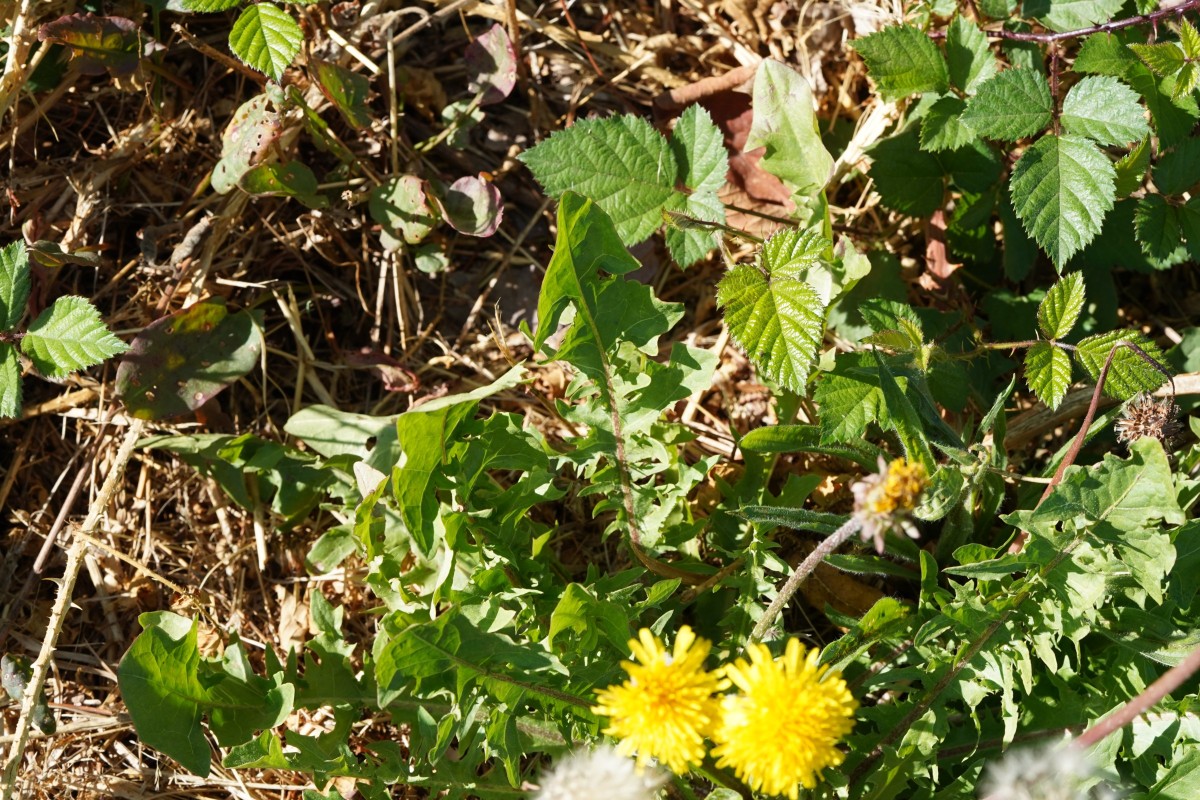 DSC04489.JPG