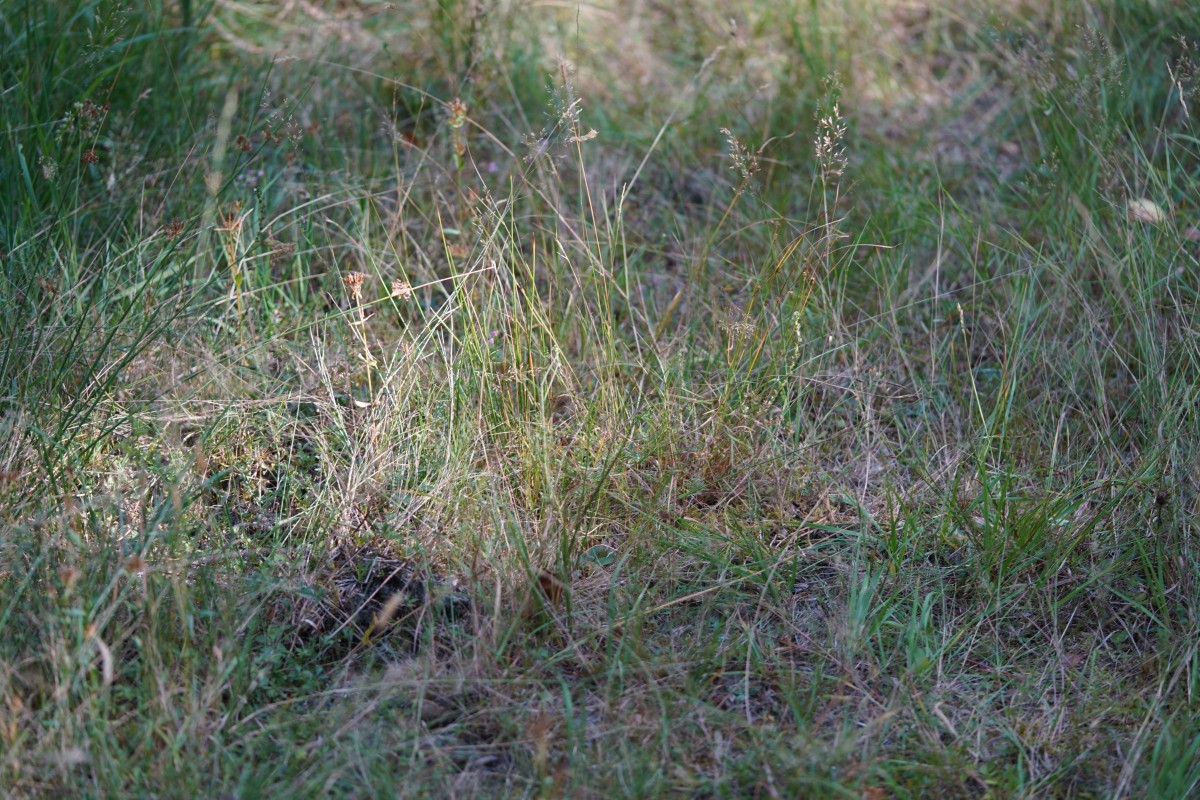DSC06785.JPG