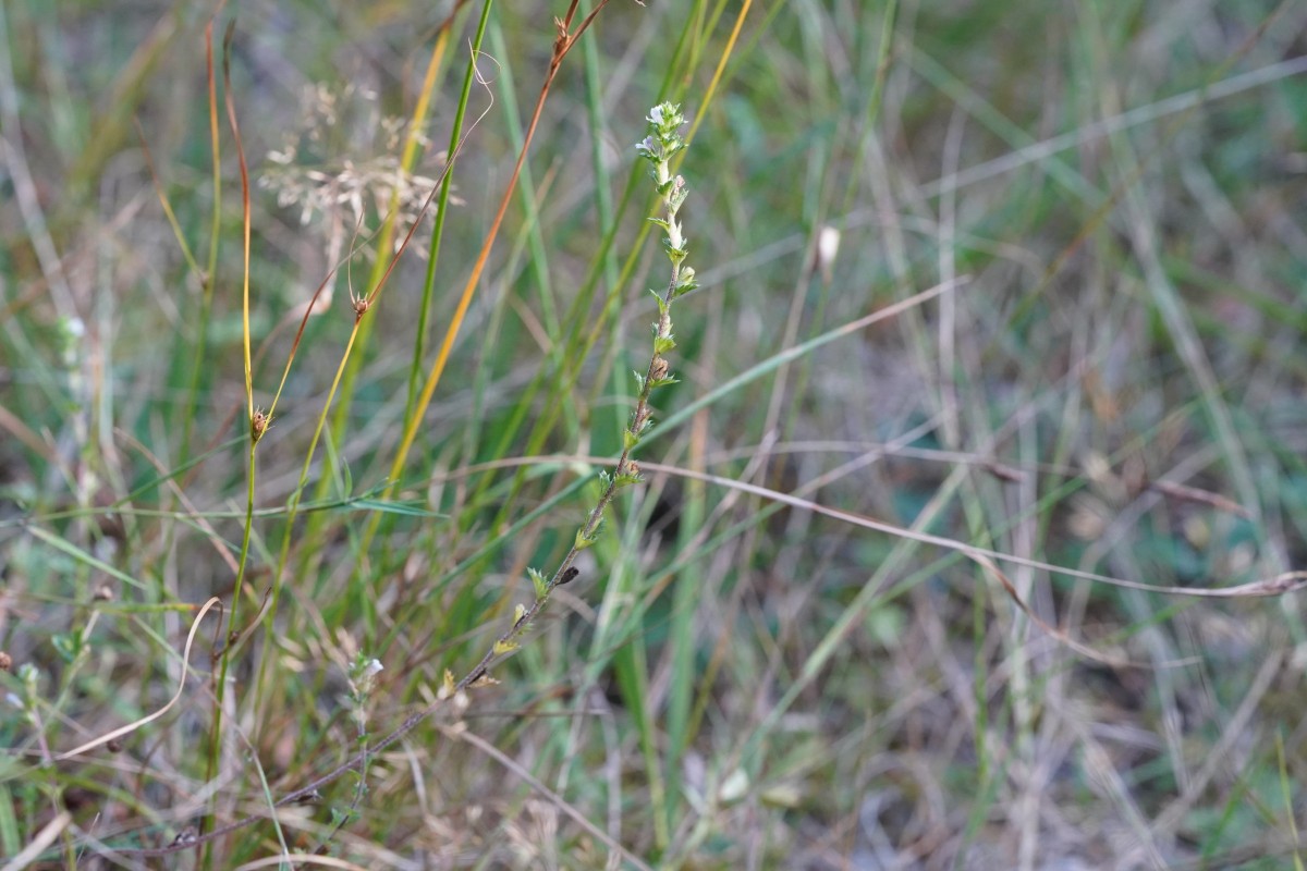 DSC06787.JPG