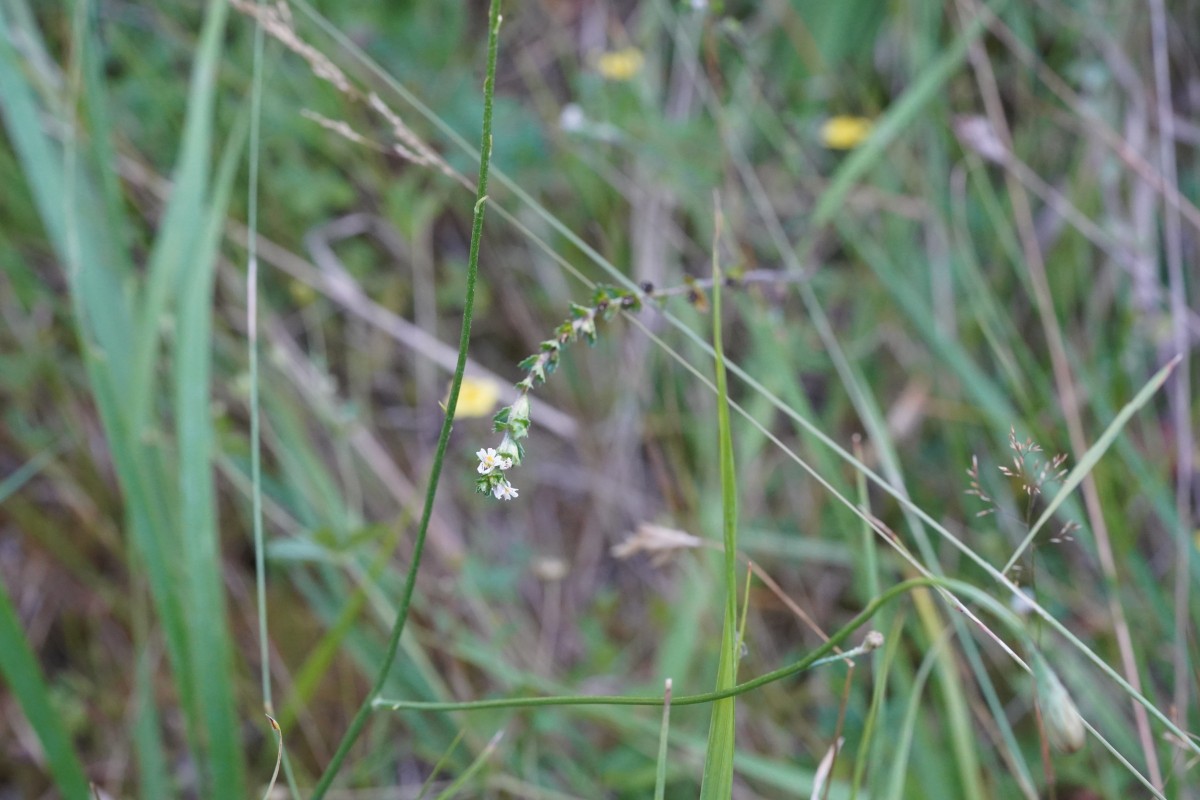 DSC06788.JPG