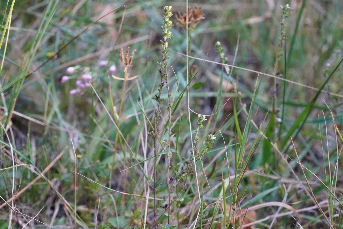 DSC06794.JPG