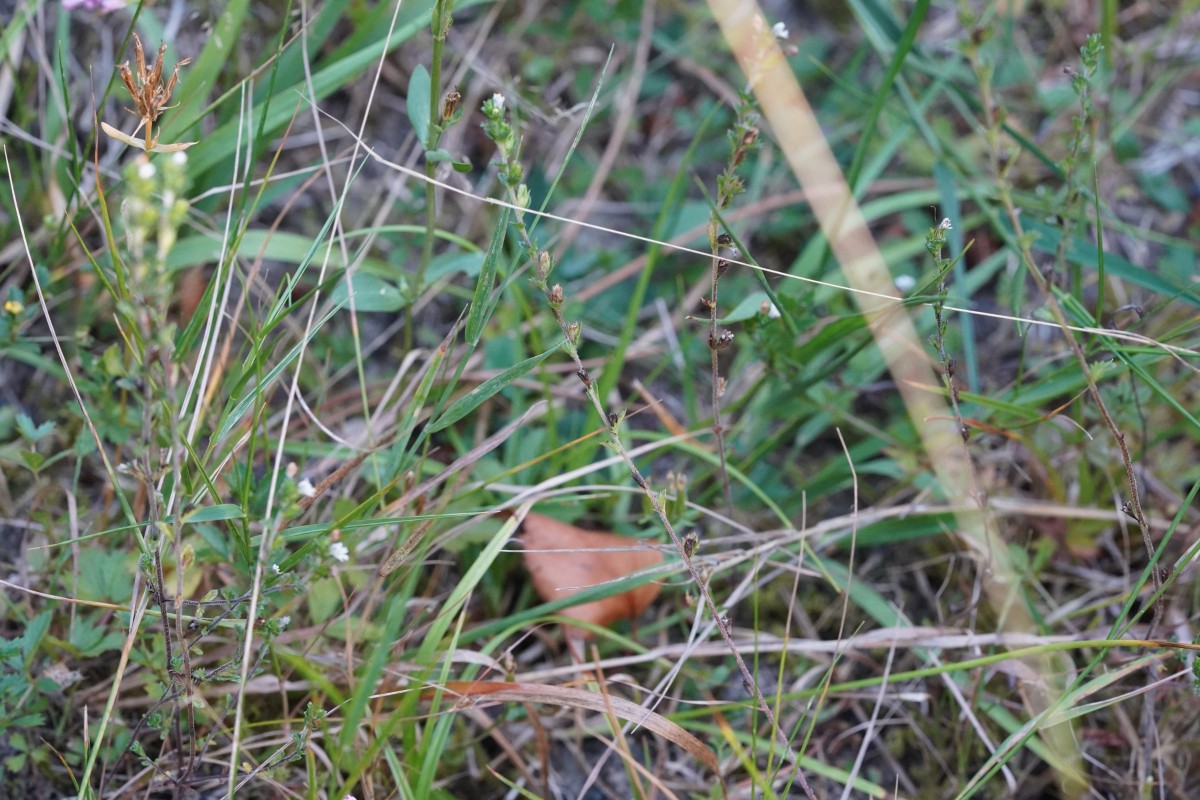 DSC06795.JPG