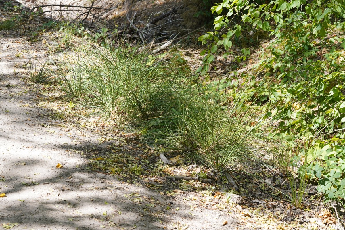 DSC05236.JPG