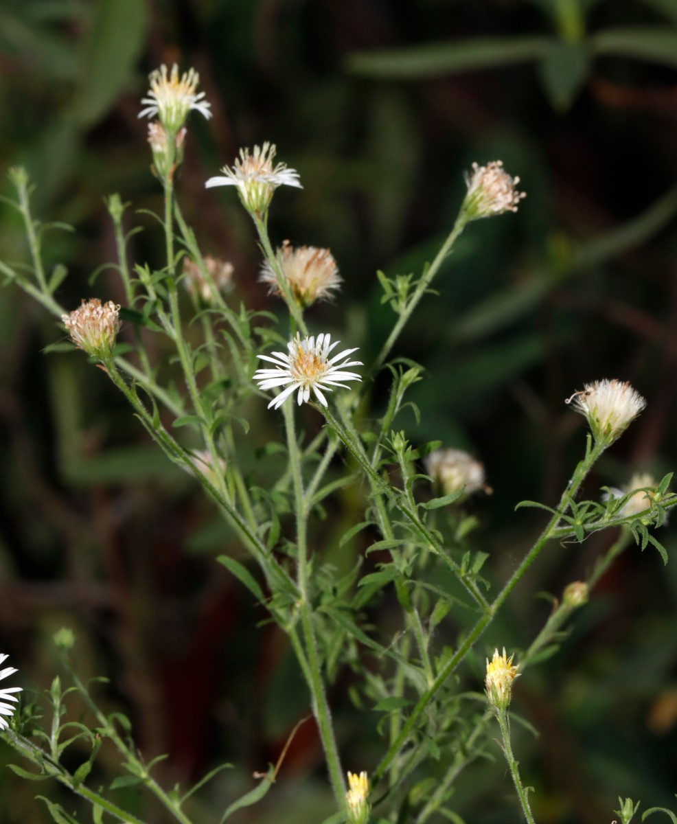 Symphyotrichum pilosum Leopoldshafen AlterHafen A01.JPG