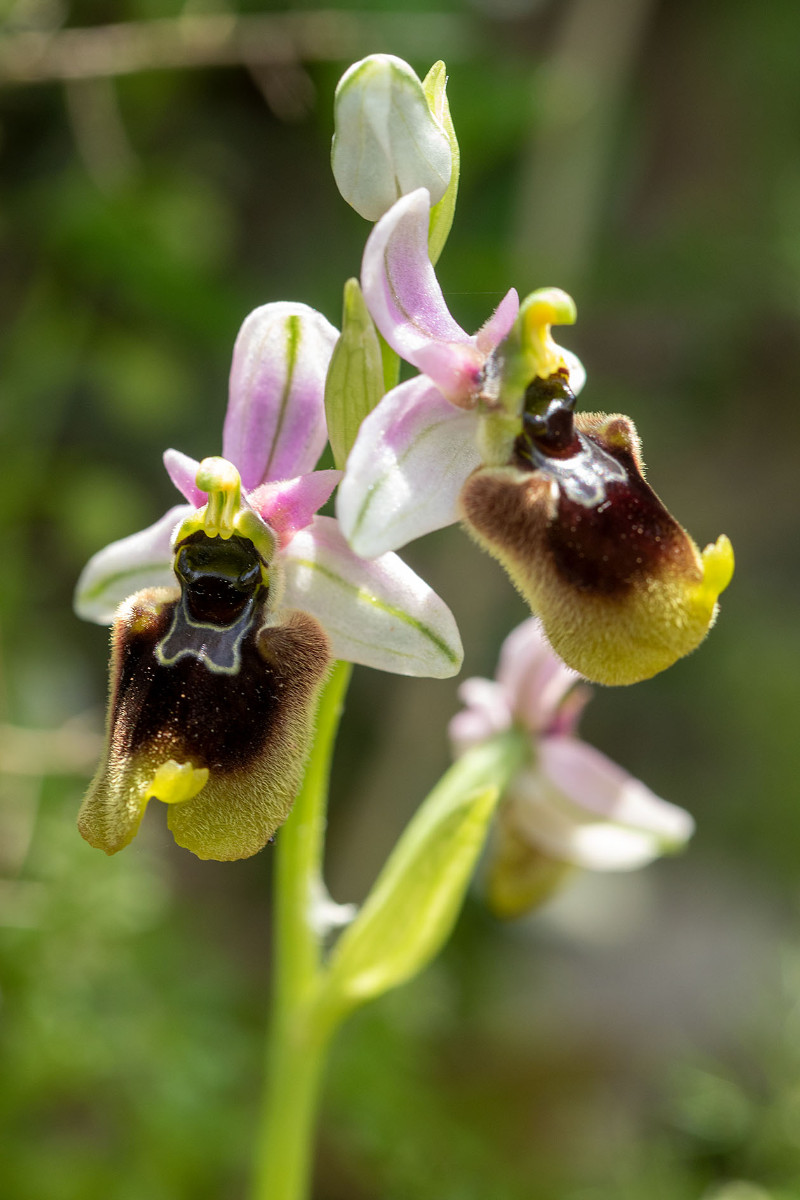 Hybride_Ophrys neglecta_x_normanii_1172.jpg