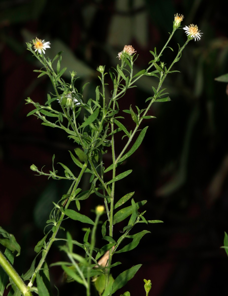 Symphyotrichum pilosum Leopoldshafen AlterHafen A06.JPG