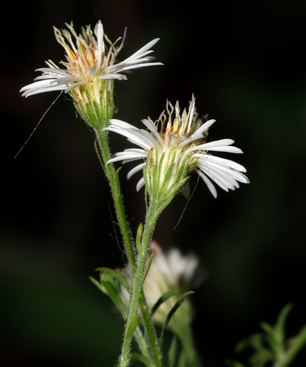 Symphyotrichum pilosum Leopoldshafen AlterHafen A09.JPG
