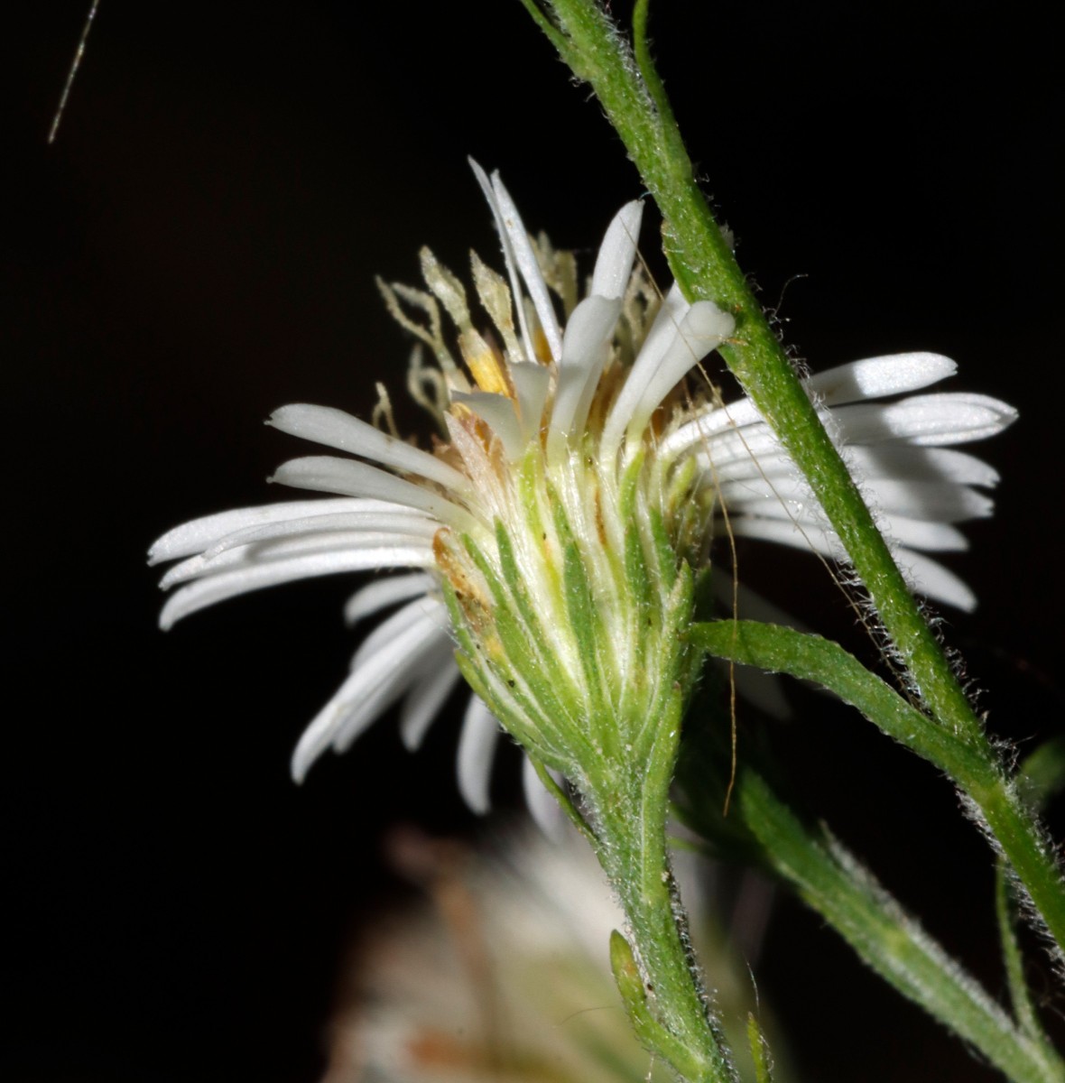 Symphyotrichum pilosum Leopoldshafen AlterHafen A12.JPG