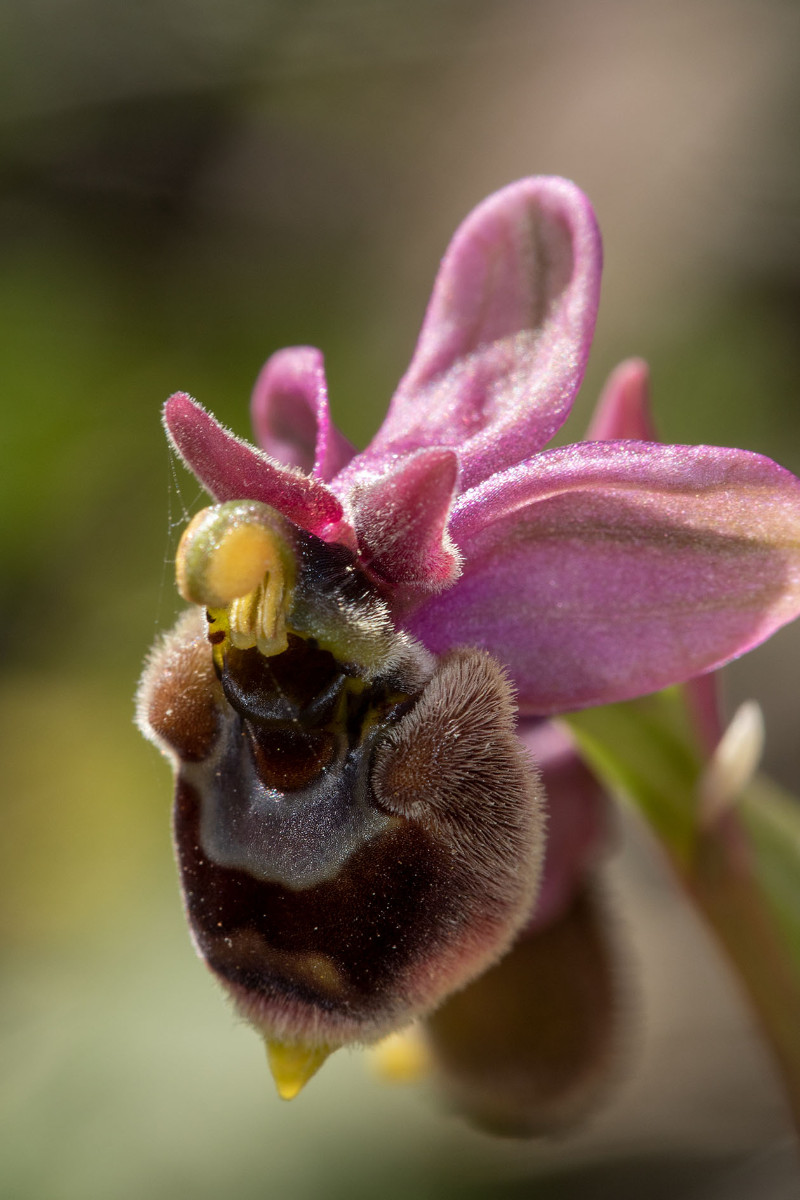 Hybride_Ophrys bombyliflora_x_neglecta_1271.jpg