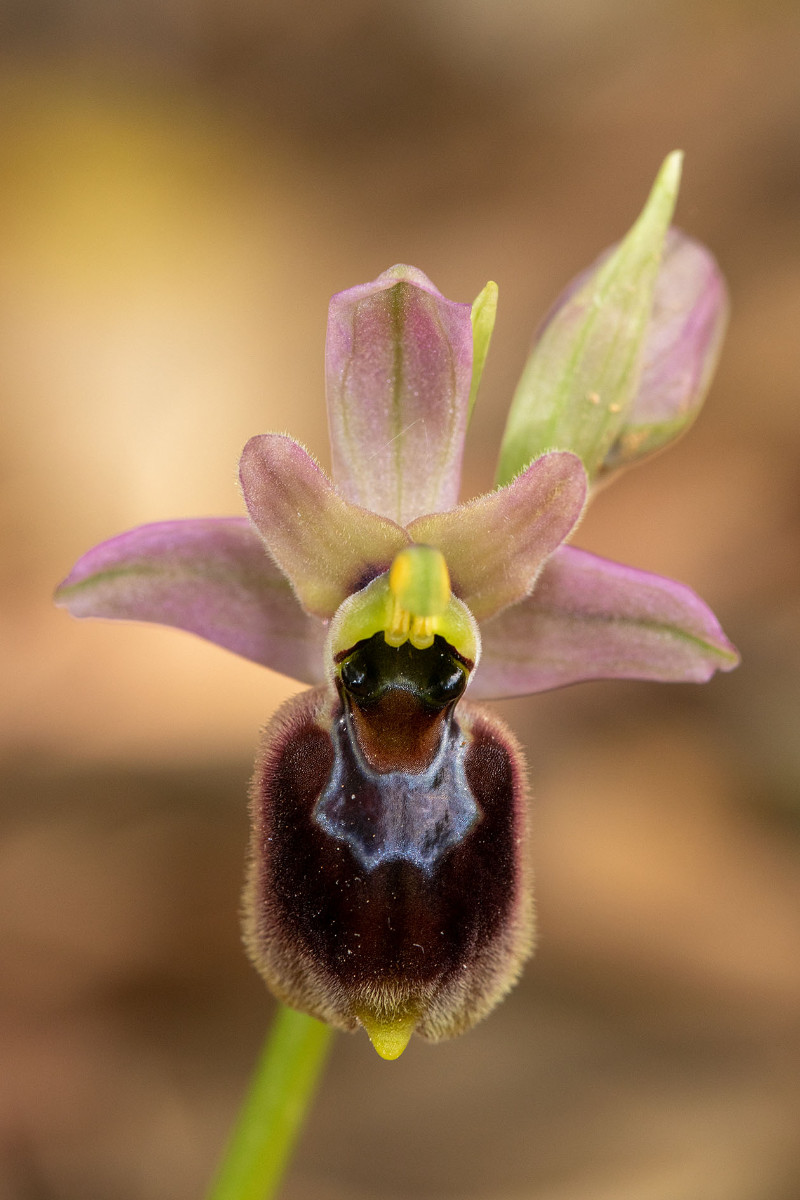 Hybride_Ophrys morisii_x_normanii_1298.jpg