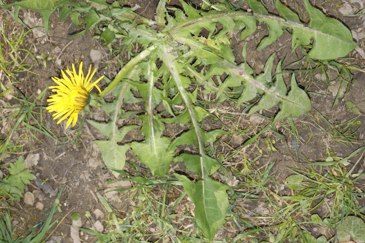 Taraxacum undulatiforme (cf) 2 detBT Hof Theresienpark A2.jpg