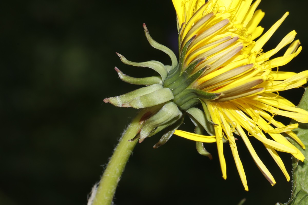 Taraxacum undulatiforme (cf) 2 detBT Hof Theresienpark A5.jpg