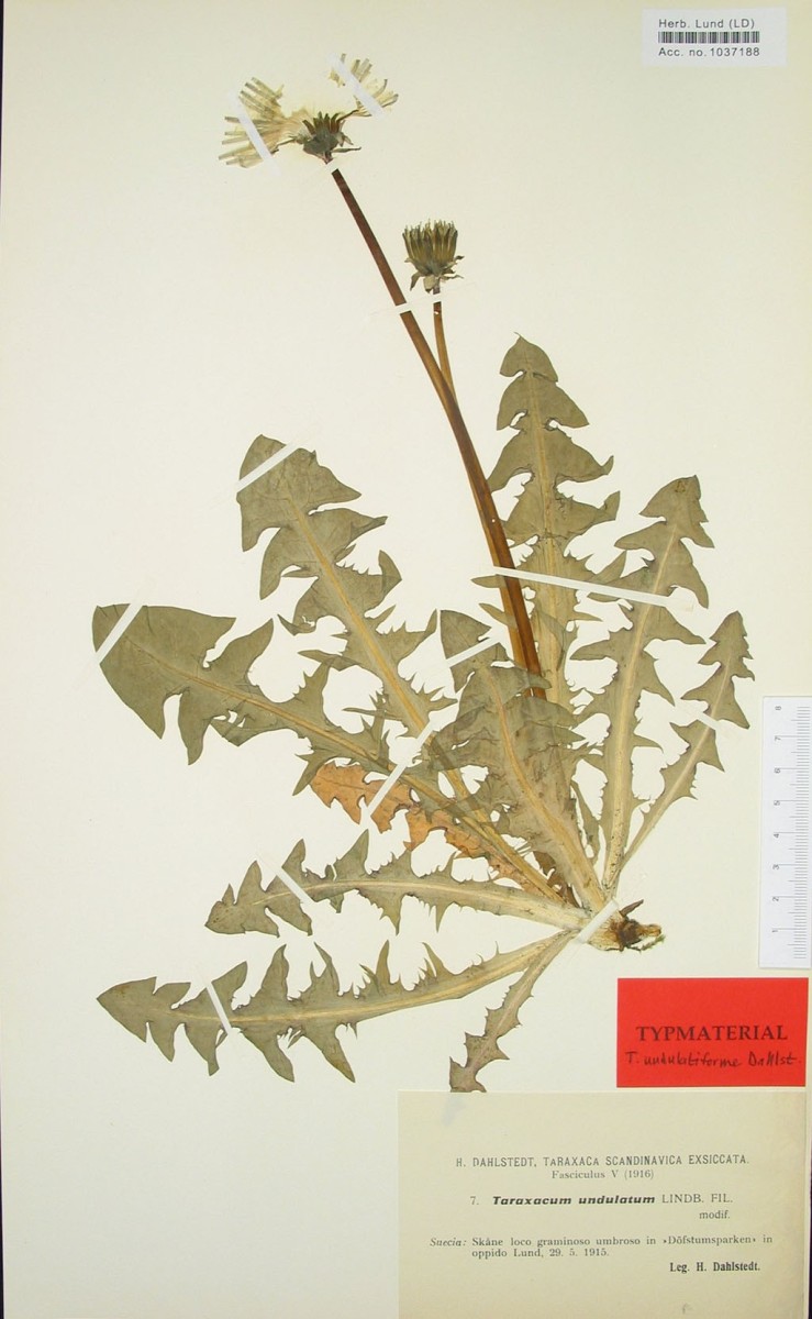 Taraxacum undulatiforme 2 Typen Photo PKi.jpg