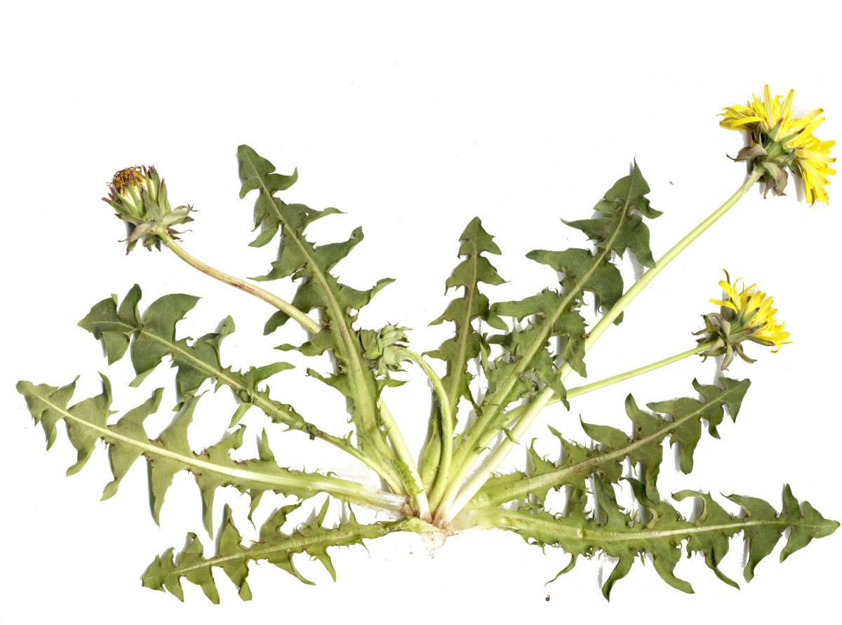 Taraxacum undulatiforme CZ BT 1.jpg