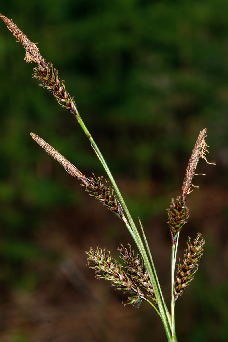 Carex binervis Börfink Ochsenbruch A03.jpg