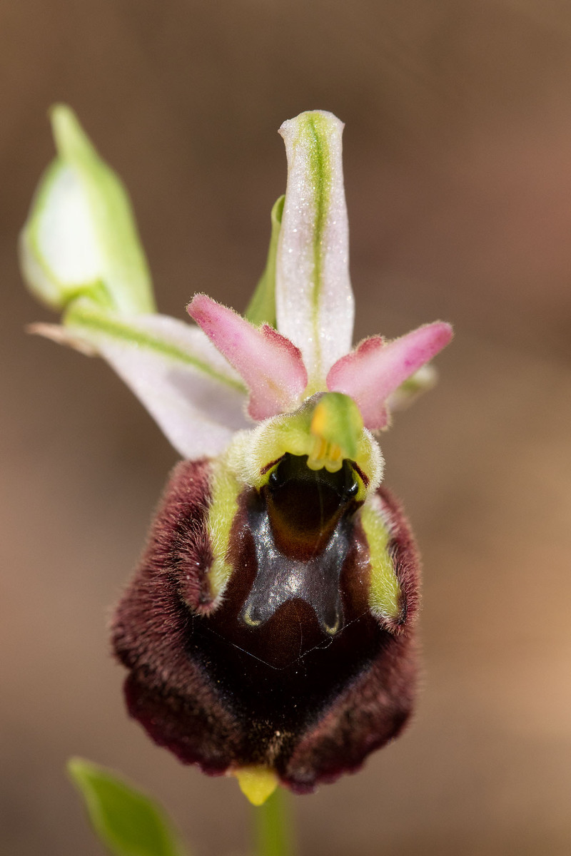 Hybride_Ophrys chestermanii_x_morisii_0574.jpg