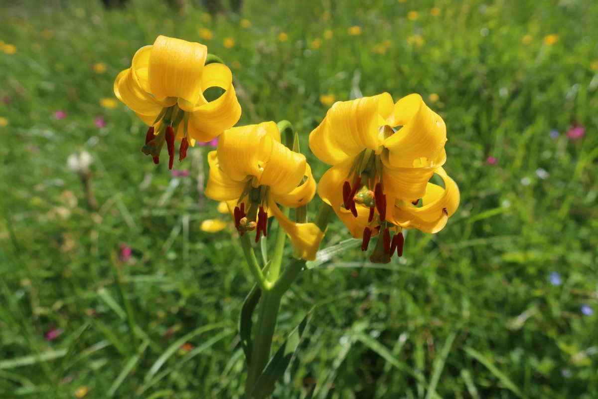 Lilium albanicum Grama JW1 2026.JPG