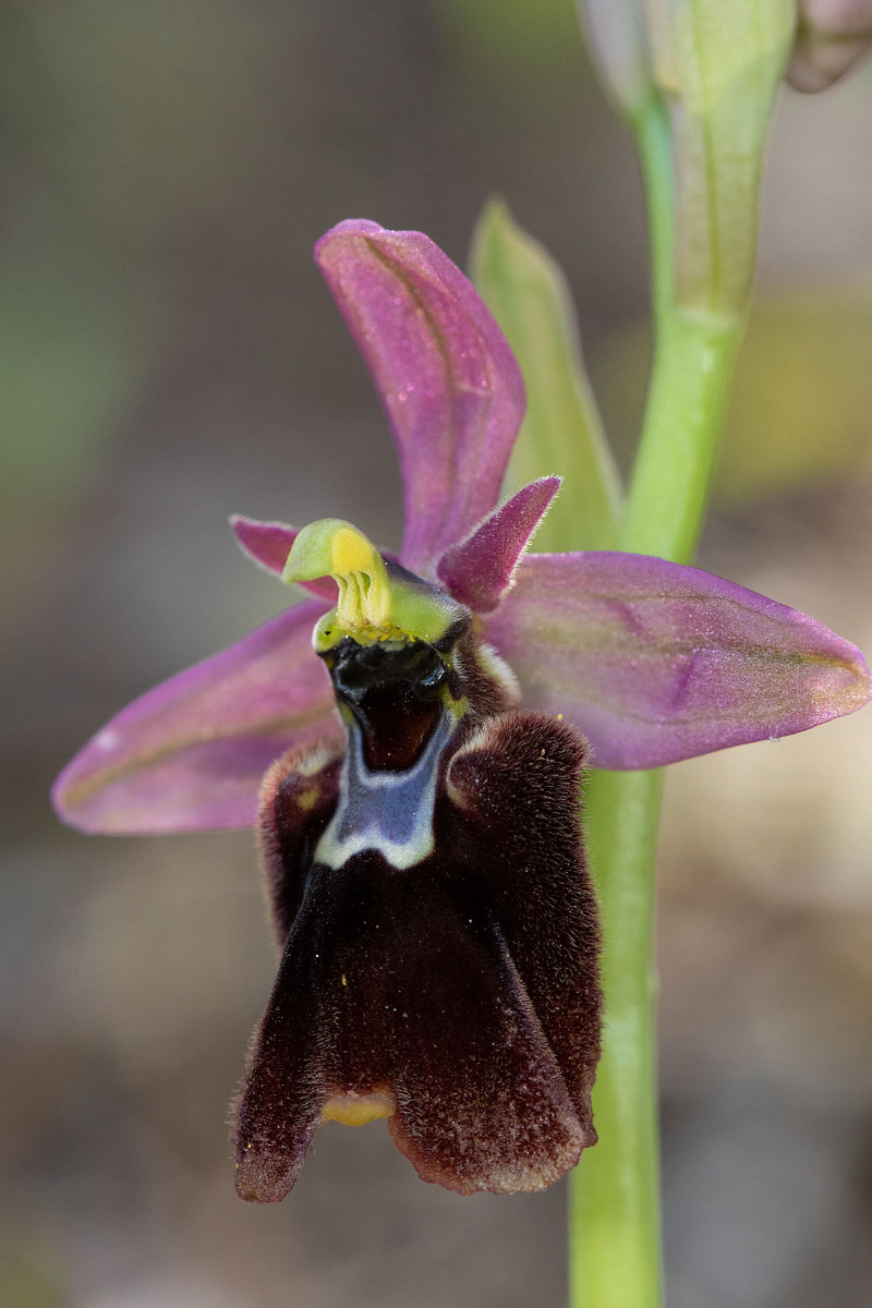 Hybride_Ophrys chestermanii_x_normanii_0721.jpg