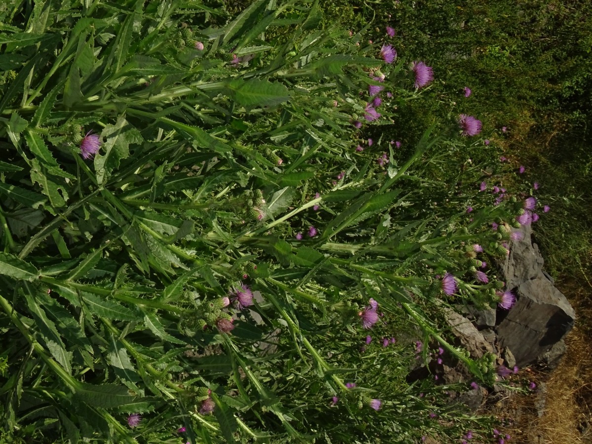 DSC00674.JPG
