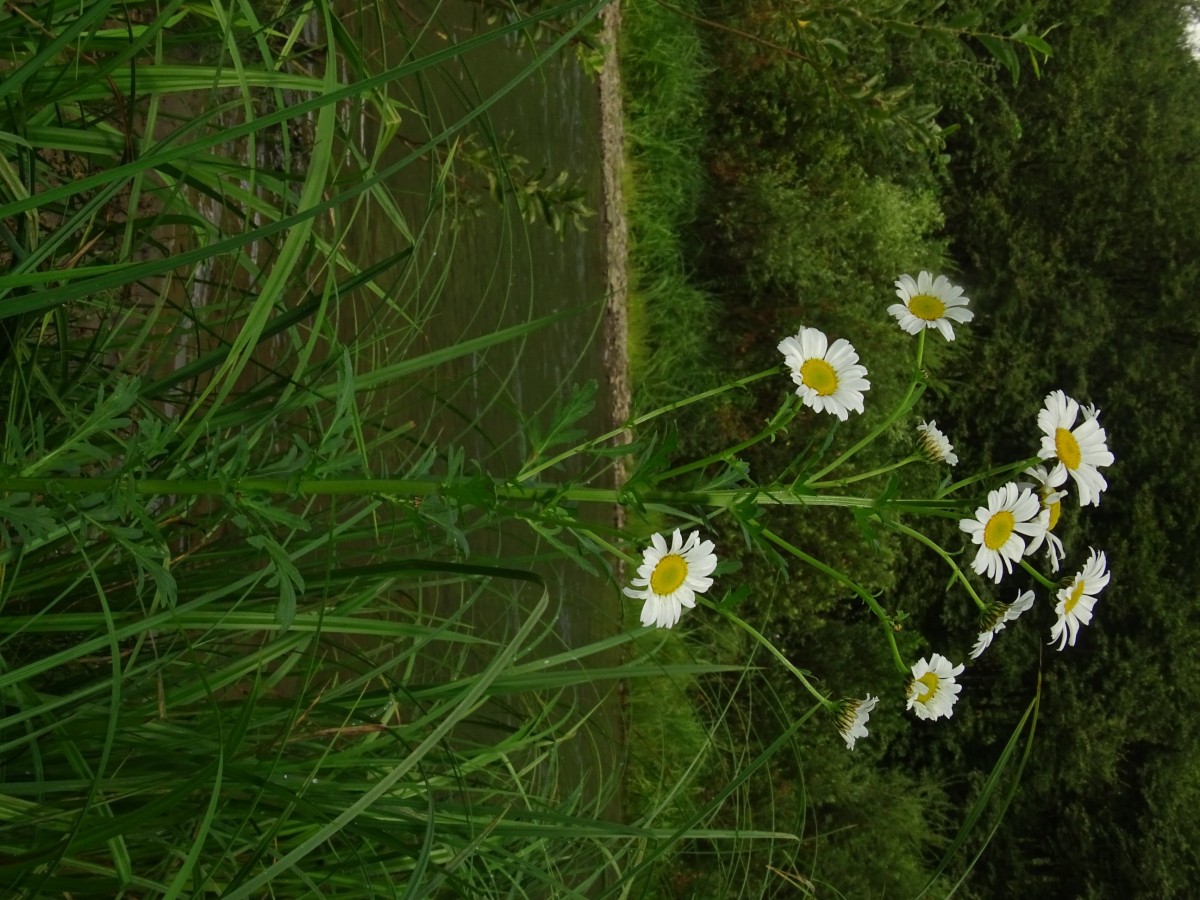 DSC00523.JPG