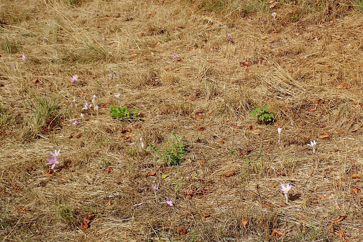 Colchicum autumnale-a_22-08-2026.jpg