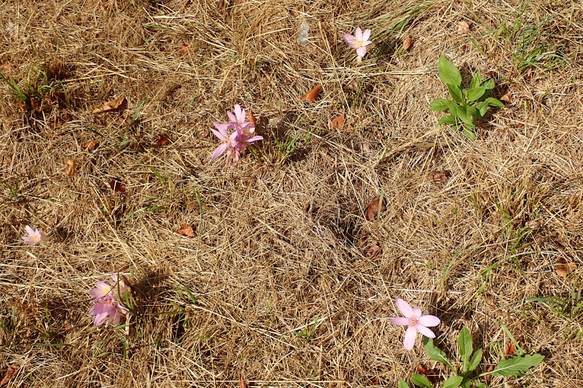 Colchicum autumnale-b.jpg