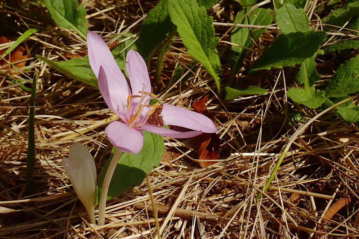 Colchicum autumnale-c.jpg