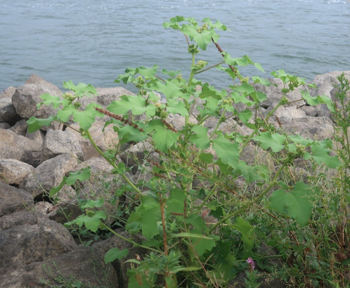 Xanthium 1_Koeln_8-2026.jpg