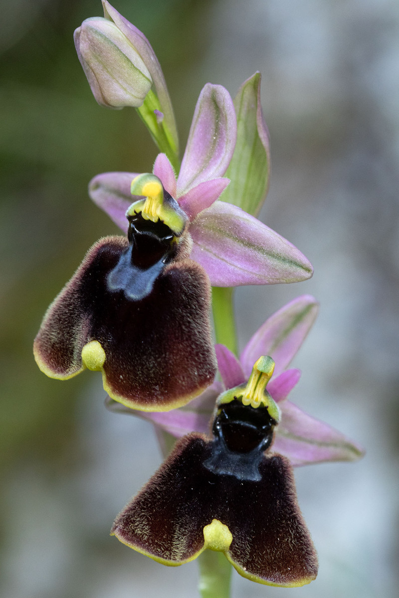Hybride_Ophrys chestermanii_x_normanii_0836.jpg