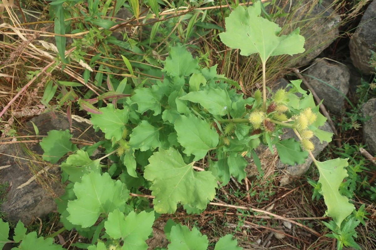 Xanthium 2a_Koeln_8-2026.jpg
