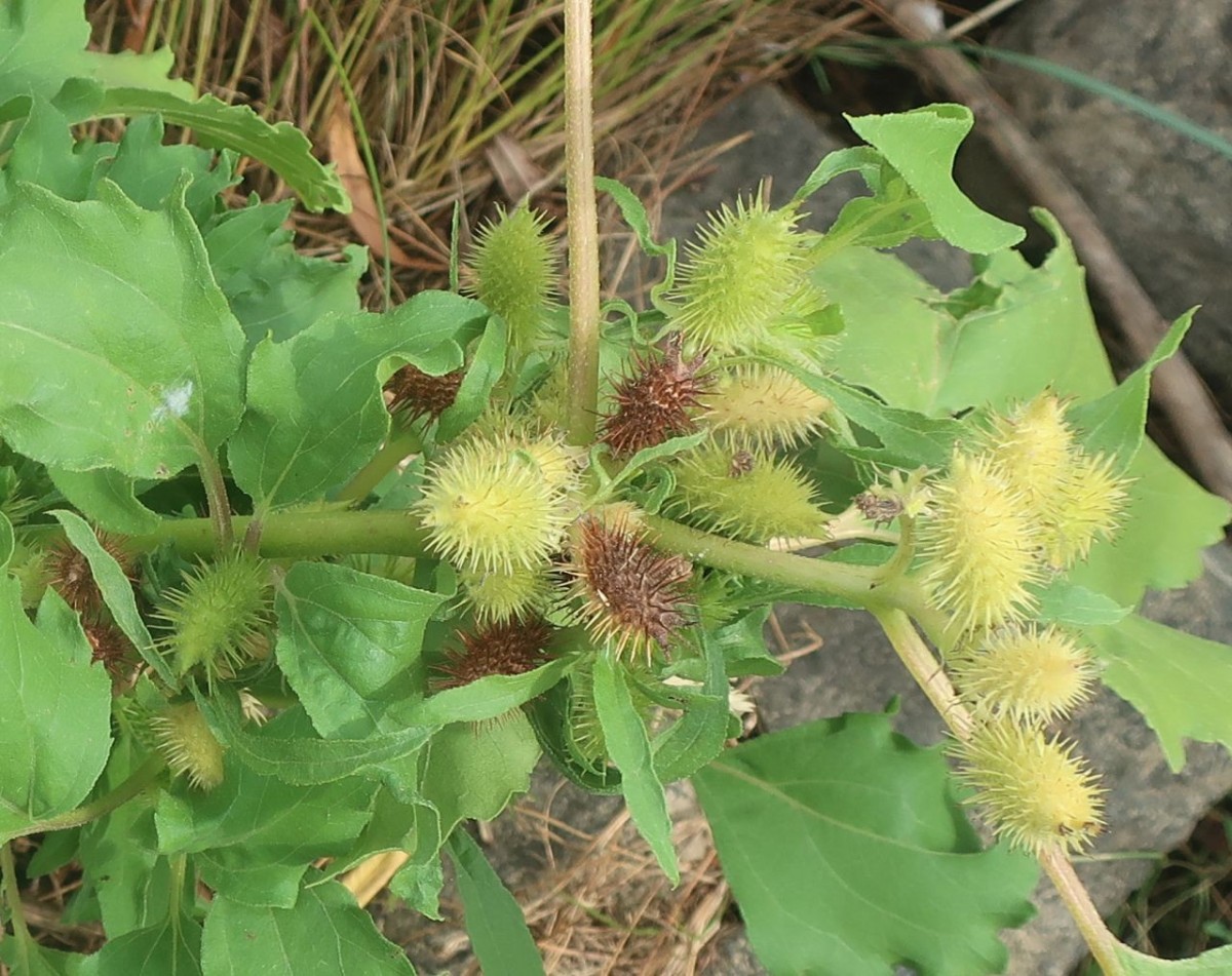 Xanthium 2b_Koeln_8-2026.jpg