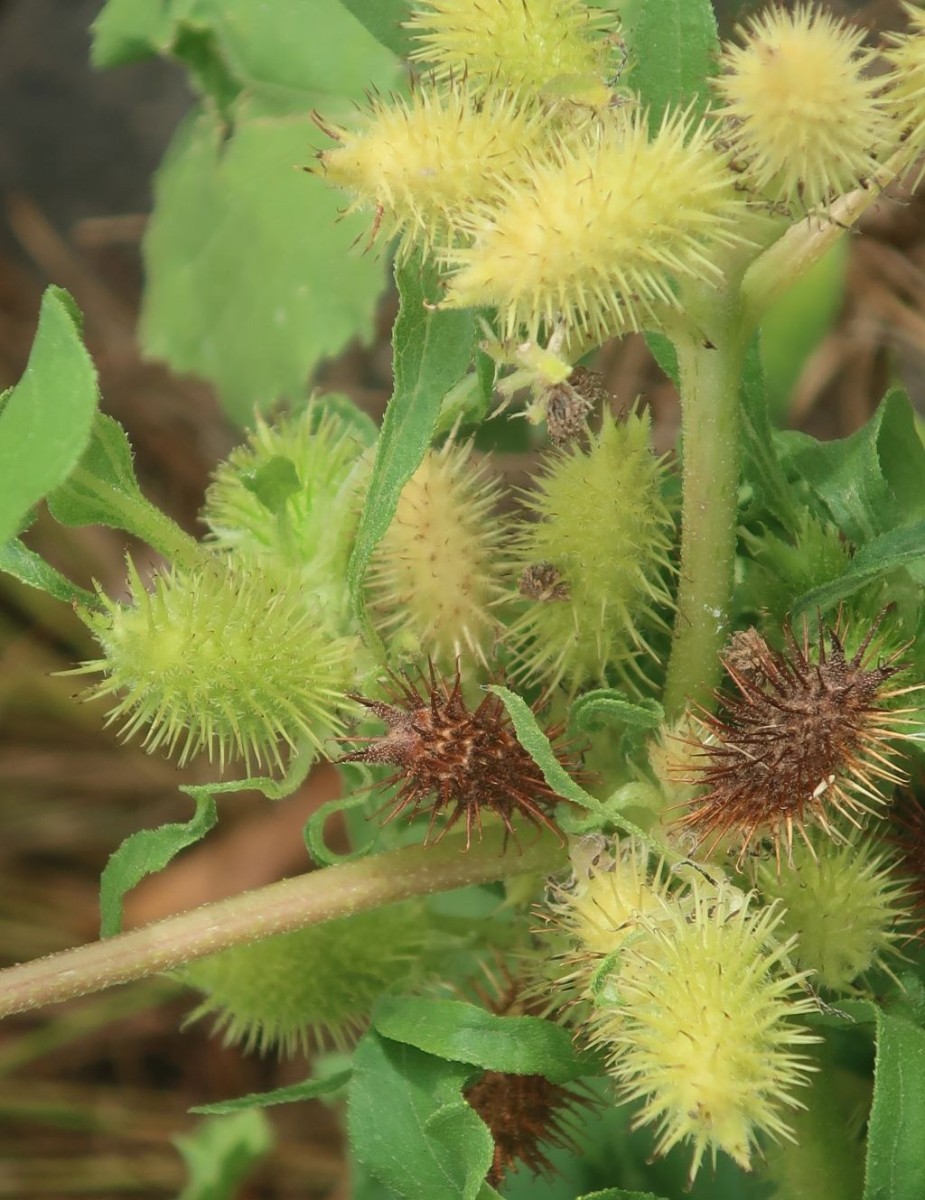 Xanthium 3_Koeln_8-2026.jpg