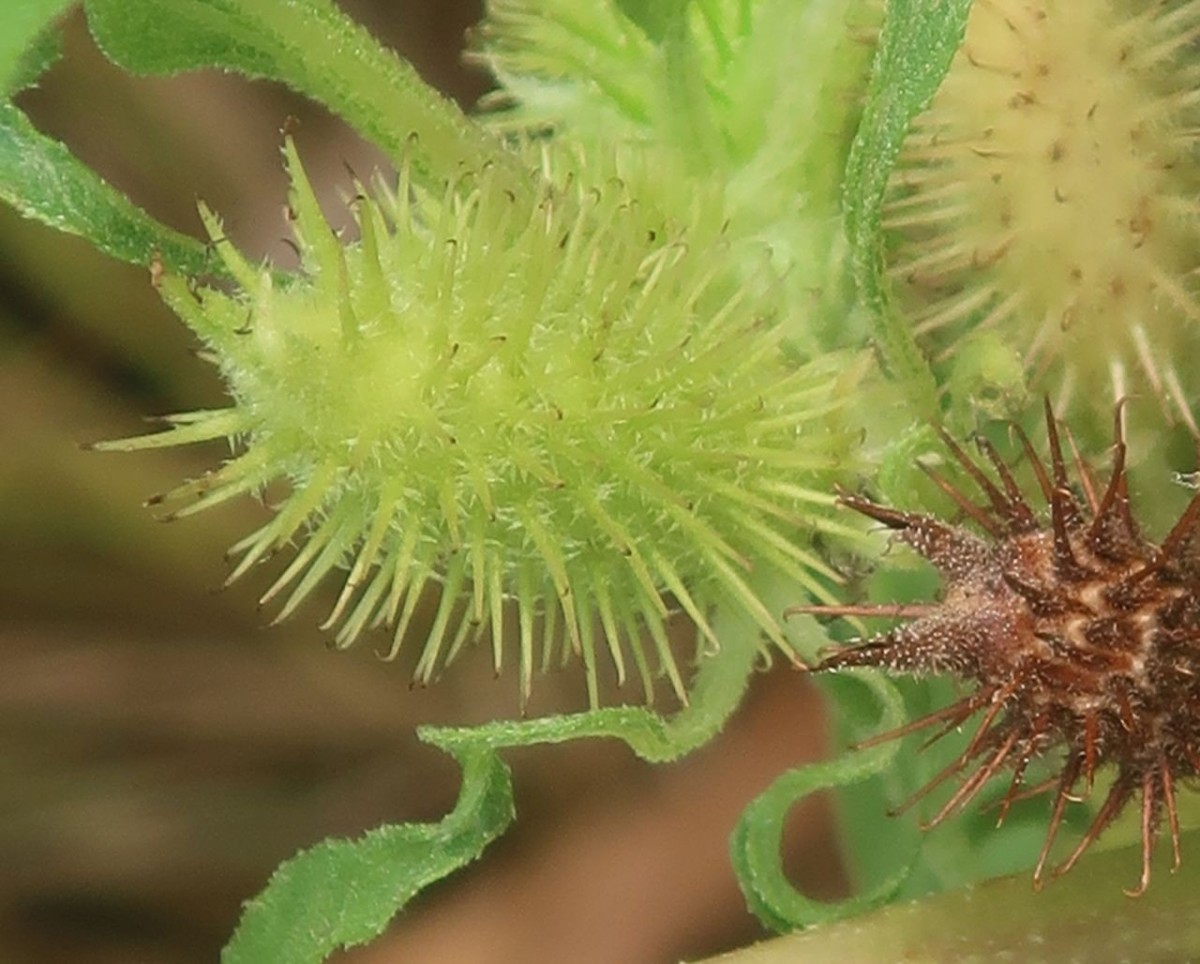 Xanthium 4_Koeln_8-2026.jpg