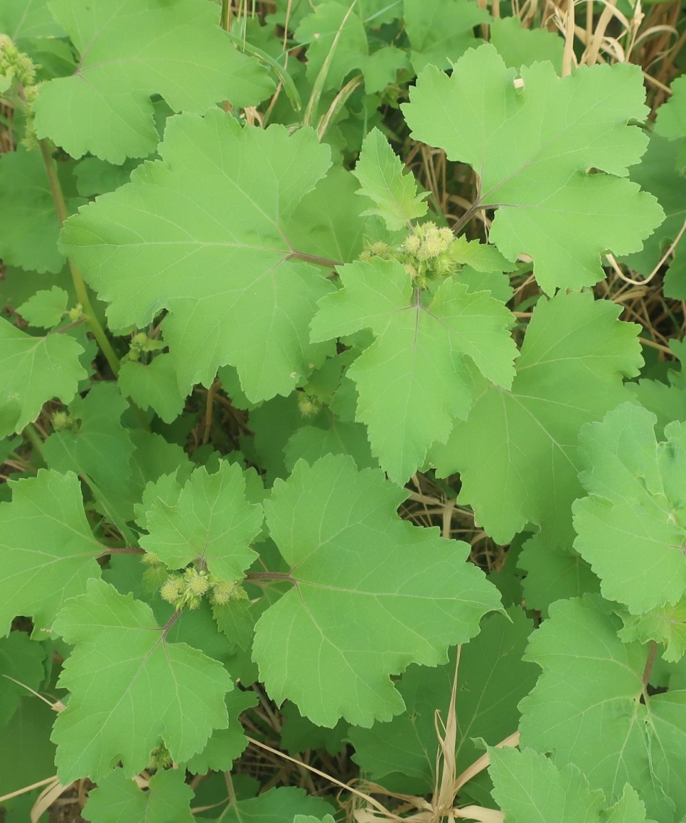 Xanthium 5_Koeln_8-2026.jpg