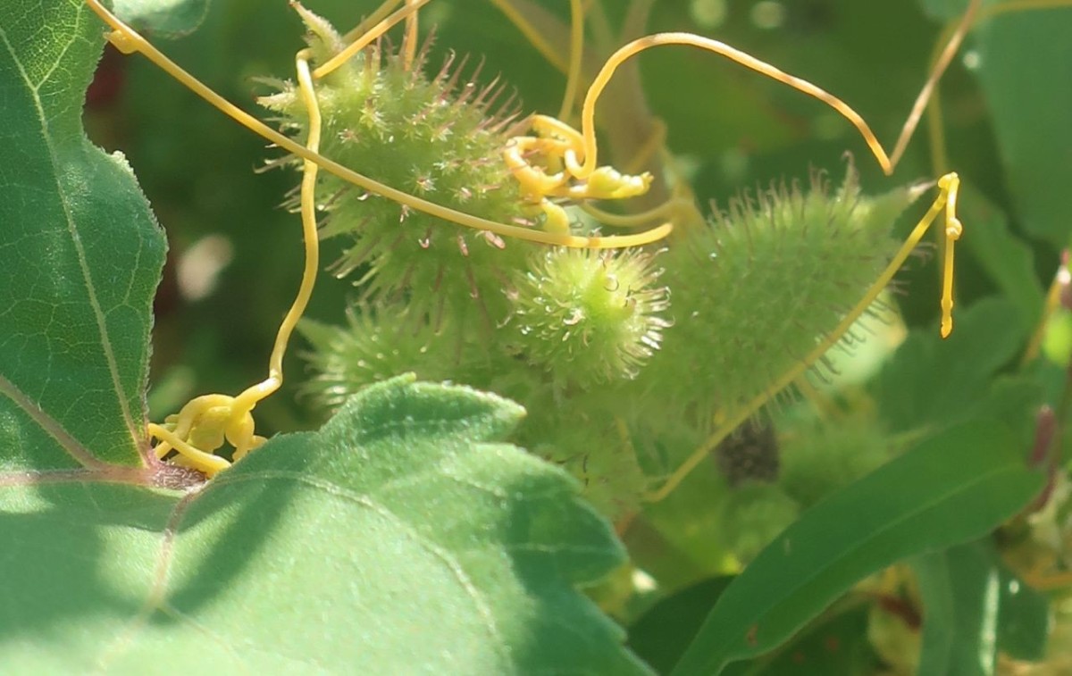 Xanthium 6_Koeln_8-2026.jpg