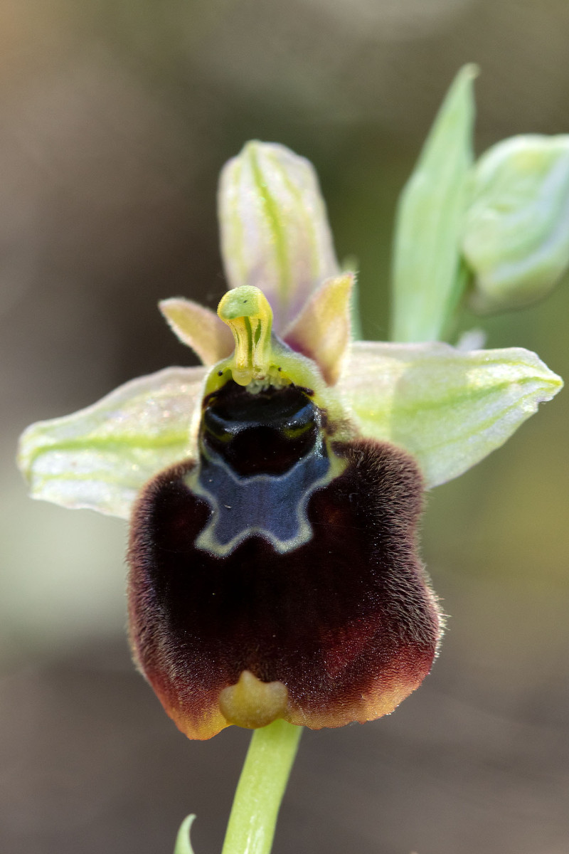 Hybride_Ophrys chestermanii_x_normanii_0720.jpg