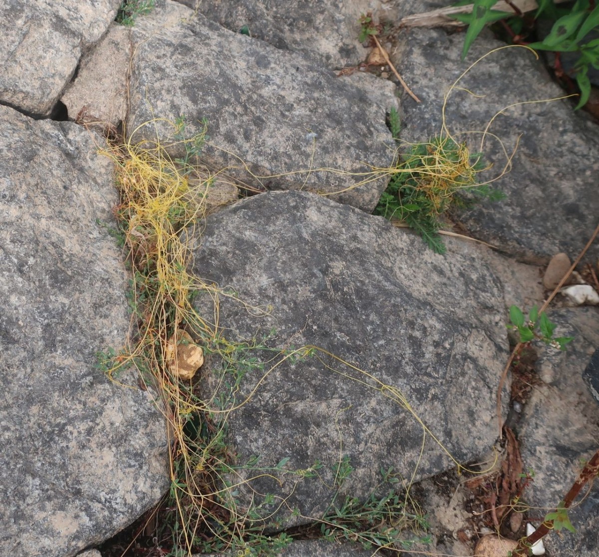 Cuscuta 1a_Koeln_2026-08-21.jpg
