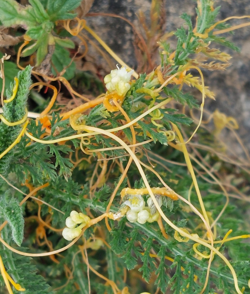 Cuscuta 1b_Koeln_2026-08-21.jpg