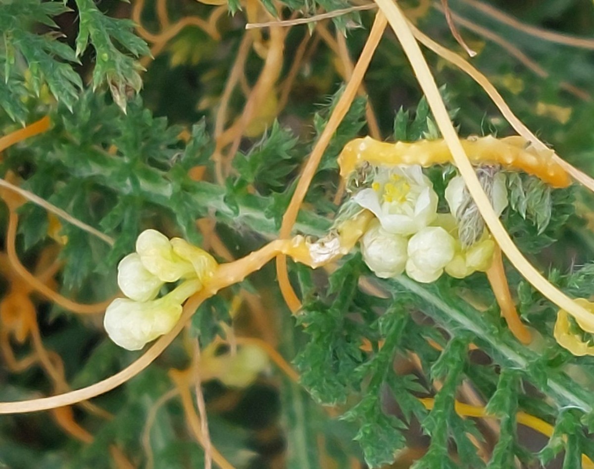 Cuscuta 1c_Koeln_2026-08-21.jpg