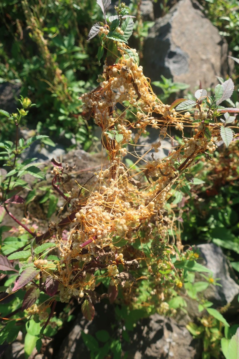 Cuscuta 2a_Koeln_2026-08-24.jpg